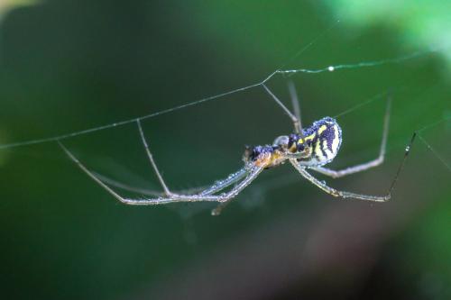 Réf. 340 217 : Neriene radiata